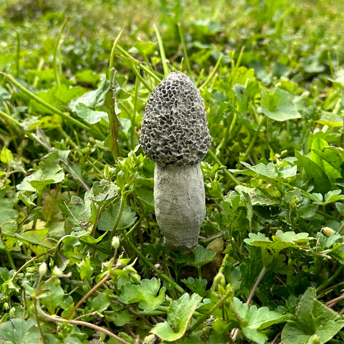 Contemporary Small Concrete Mushroom Stake [1]